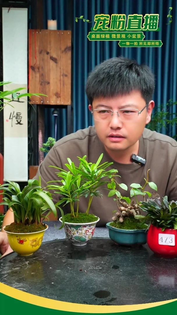 无花朵会****葵苔藓微景观473号