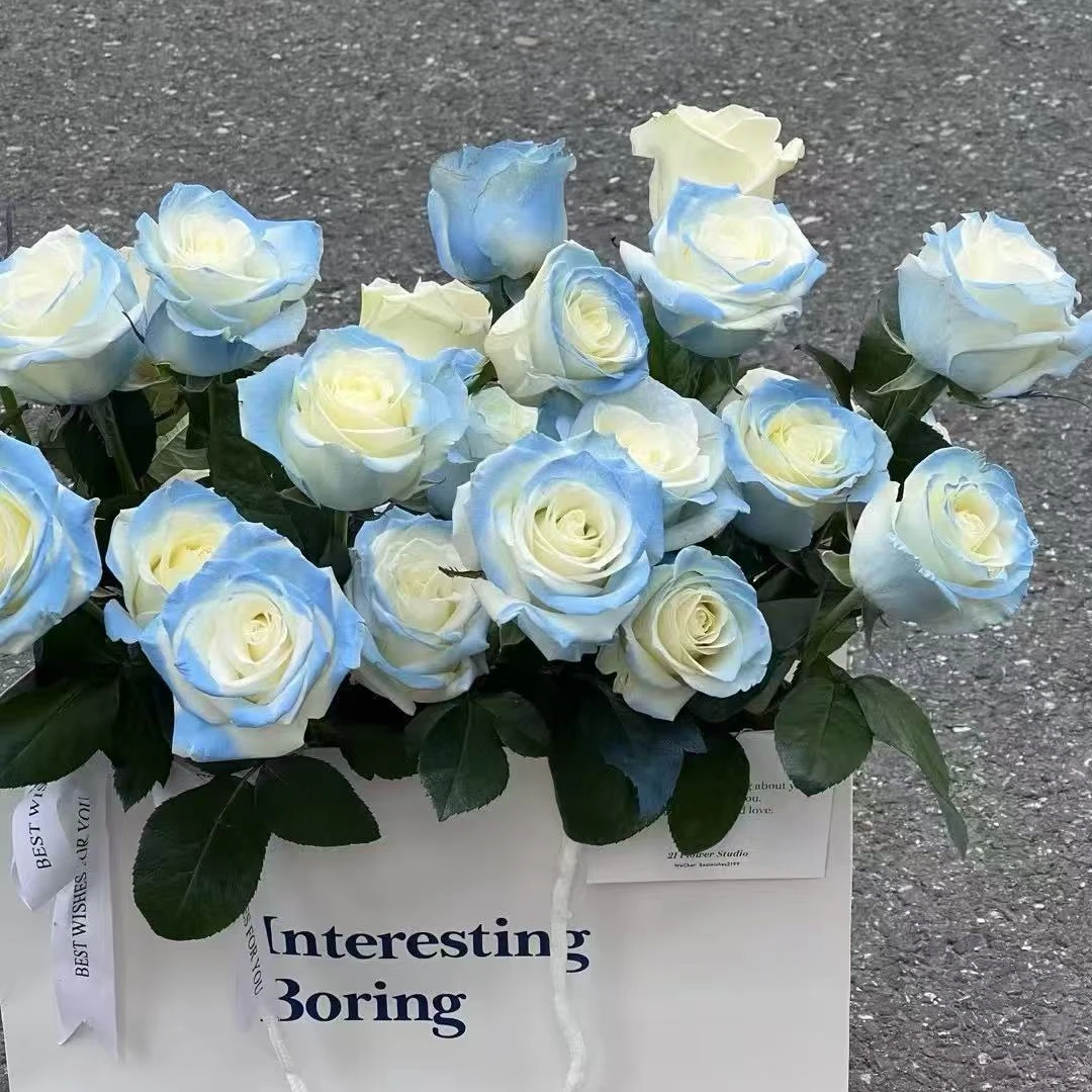 【云南基地直发】碎冰蓝玫瑰    云南鲜切花