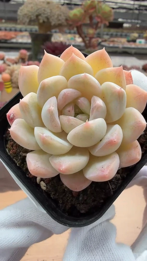 东云多肉园二店-49