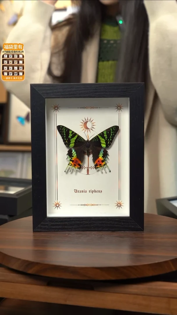 太阳蛾图腾款7寸竖框