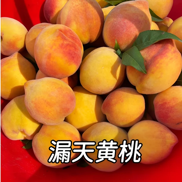 【胖大发】漏天彩虹黄桃水蜜桃毛桃脆甜多汁当季新鲜水果现摘现发