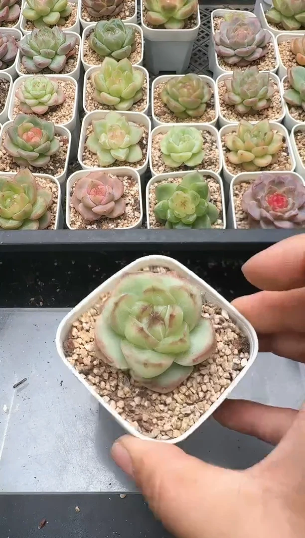 君*阁333D云禹多肉植物 带盆土纸巾打包 3颗包邮