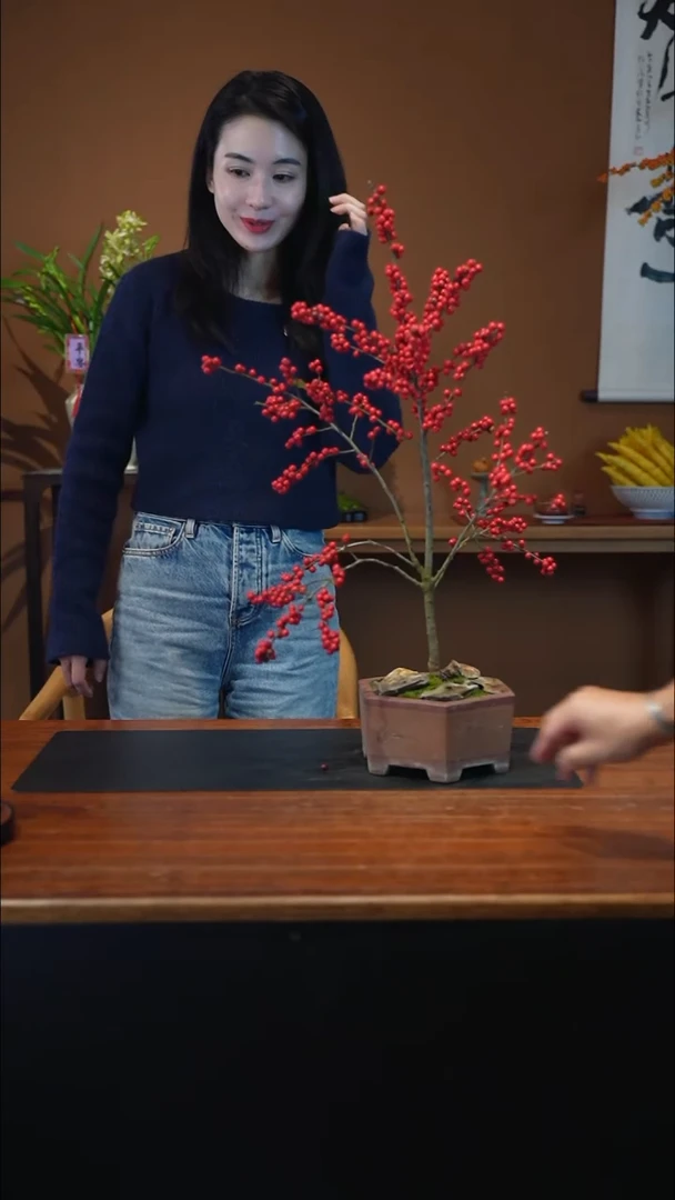 无花朵冬青盆景盆景盆景