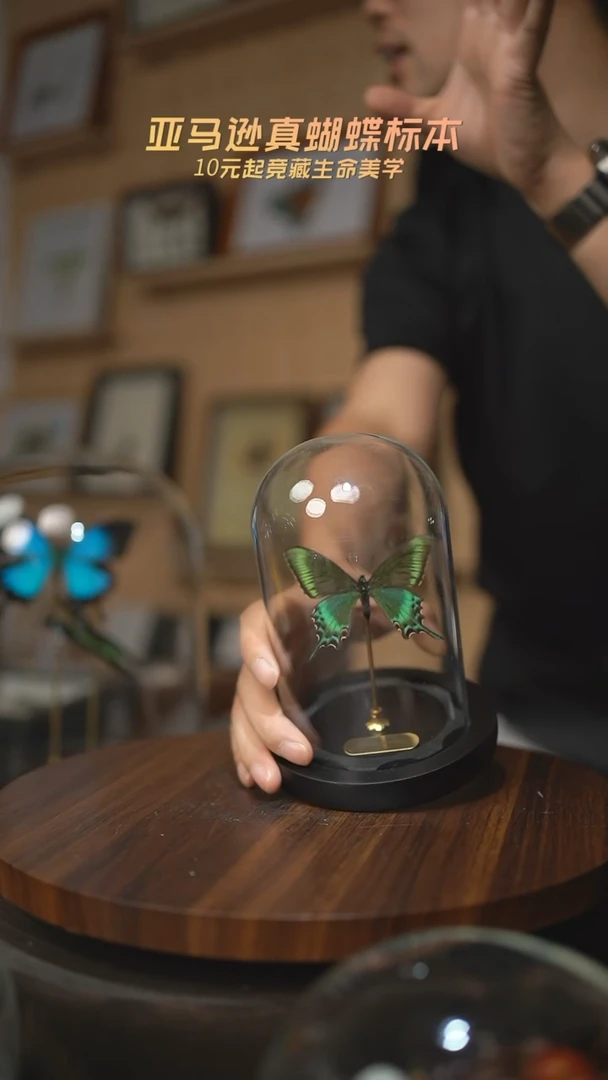 有机玻璃绿带翠凤蝶春型小号玻璃罩