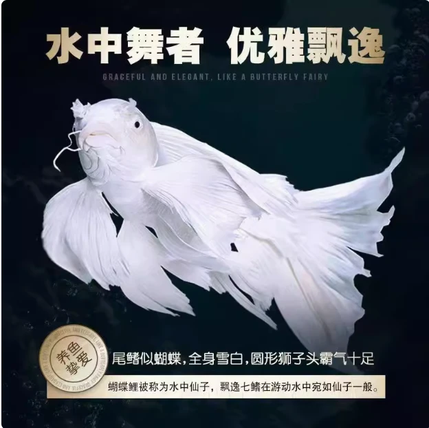 蝴蝶鲤贵妃蝴蝶鲤（普身）鱼观赏鱼 台系贵妃蝴蝶鲤