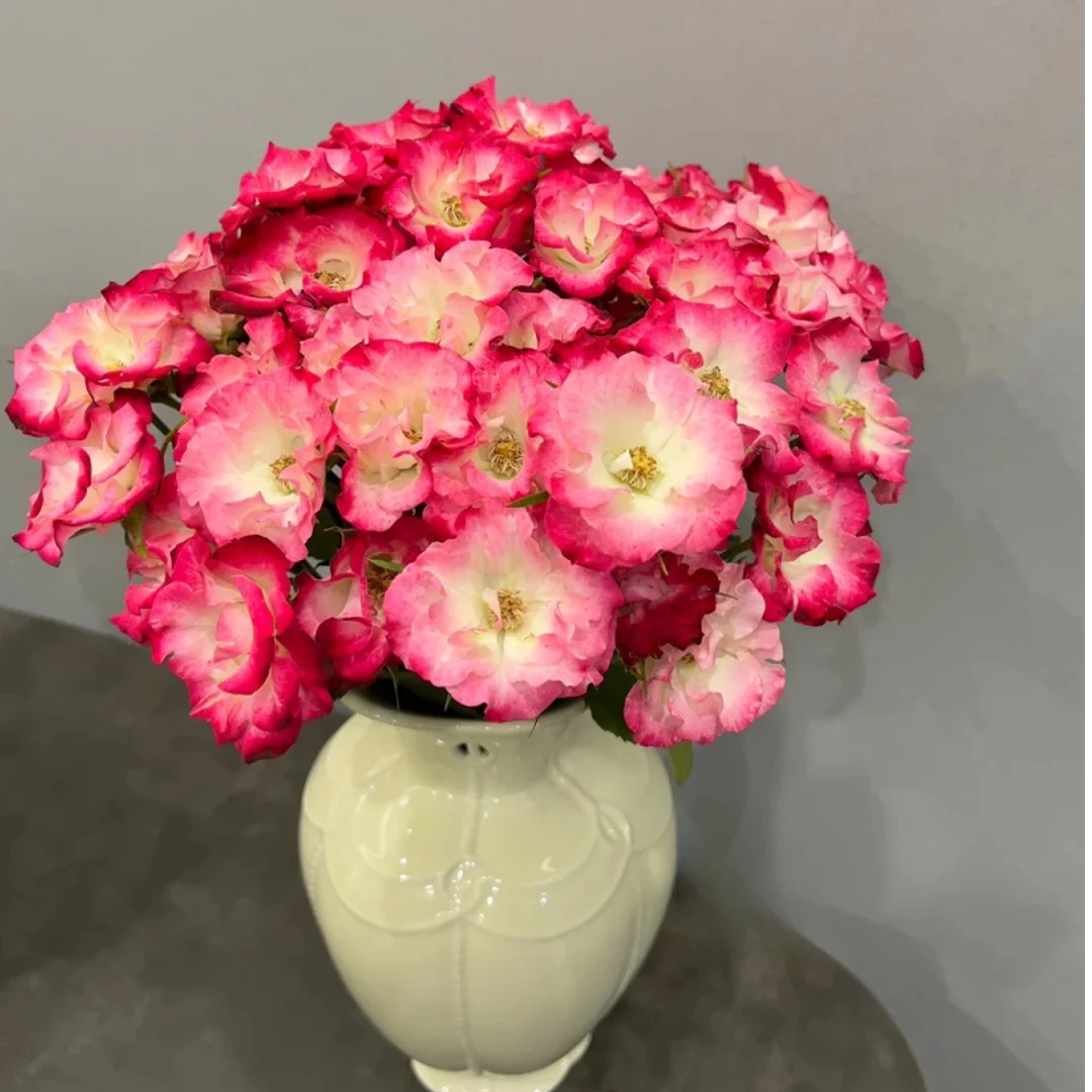 1-【我种花】画扇多头玫瑰基地优选精品稀有小众云南直发水养鲜切花
