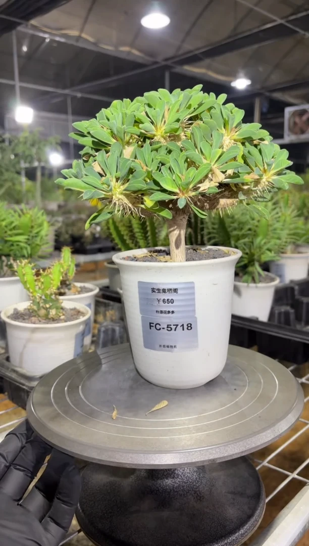 实生鬼切阁FC-5718