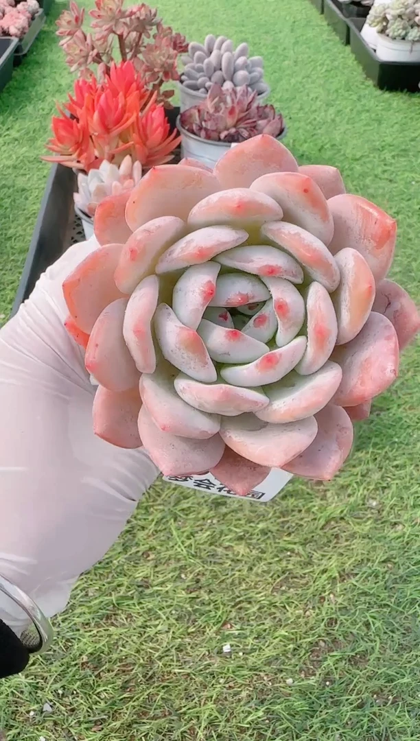 【闪购商品】梦会多肉一物一拍