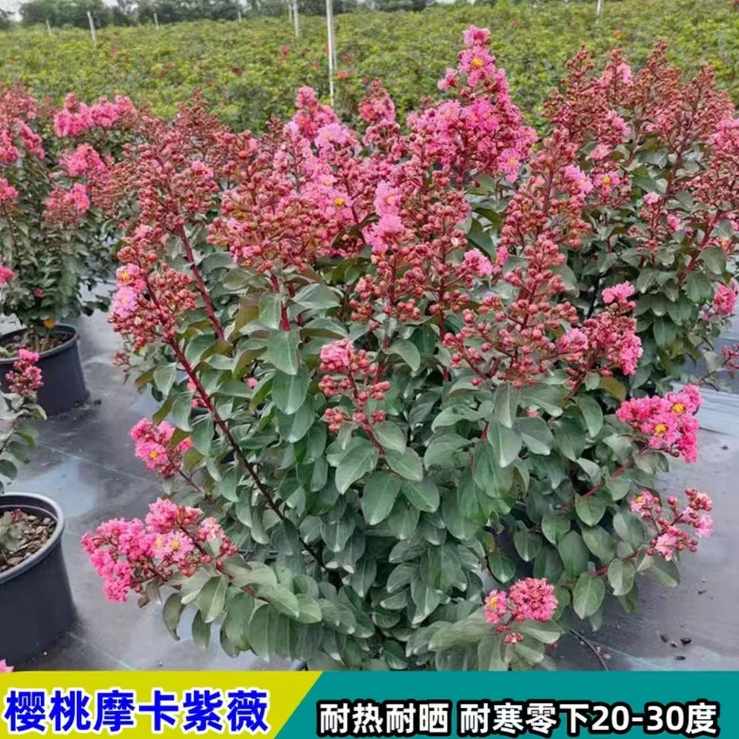 樱桃摩卡紫薇 矮化品种 爆花小机器 花期超长 耐热 耐寒花卉植物