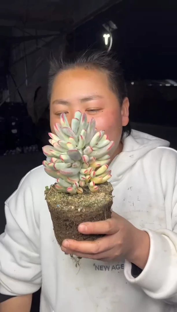 【闪购商品】29-三头起棒叶福娘锦9.99