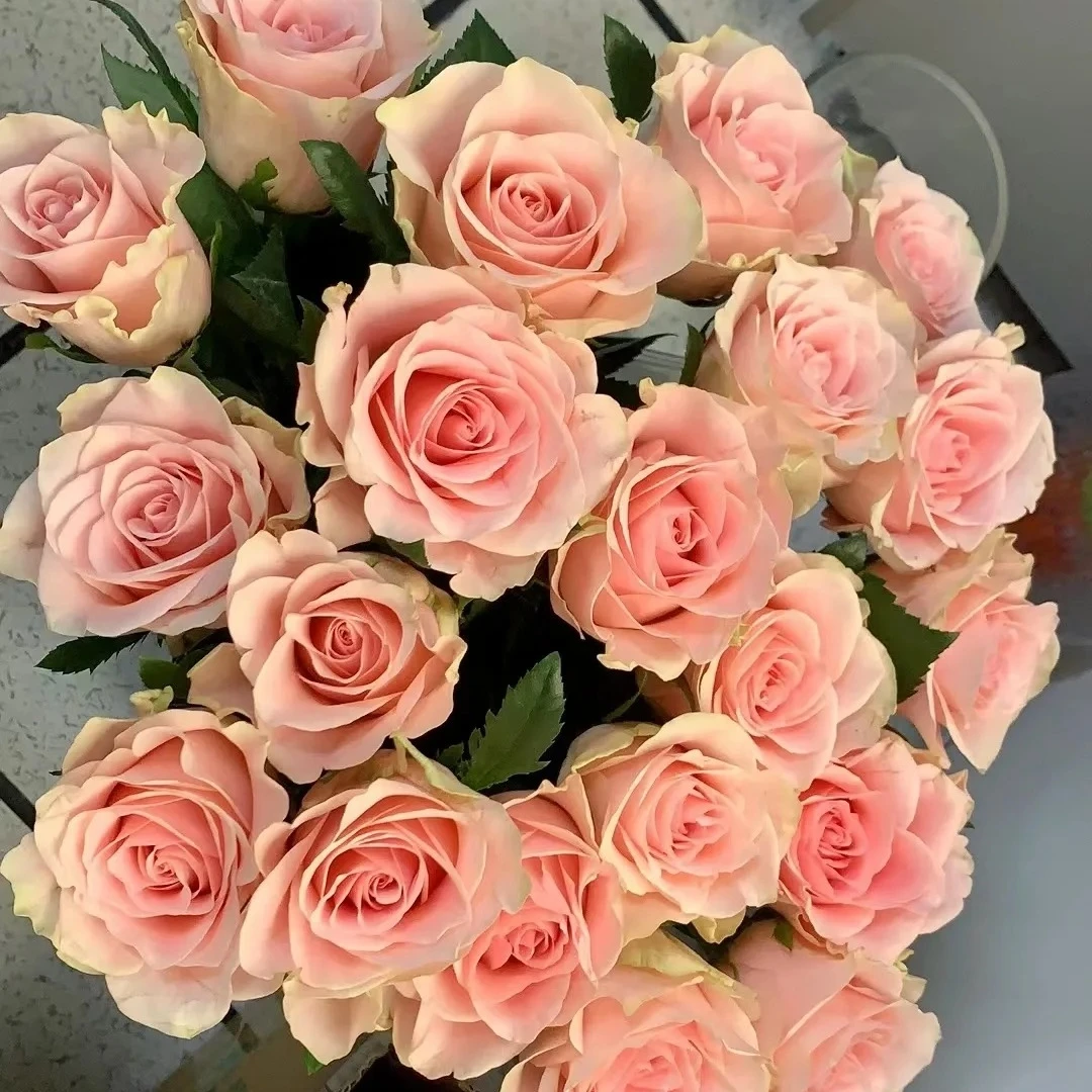 【粉爱神玫瑰】家居装饰生活鲜花兴义同城送货上门-任意满3单送随机花瓶1个、保鲜剂1袋