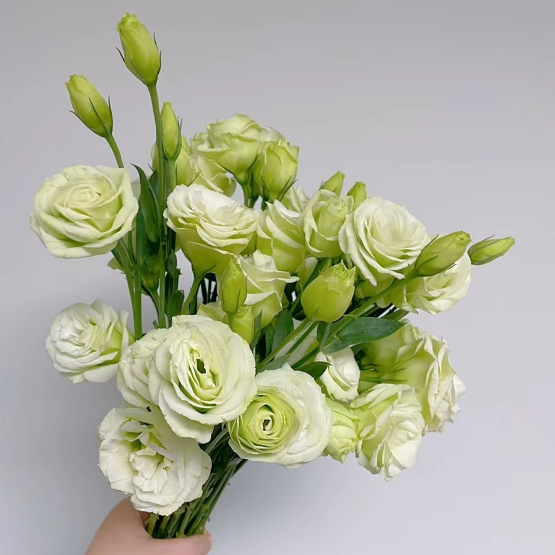 【沈阳桑野】洋桔梗 同城配送最快1-3小时送达