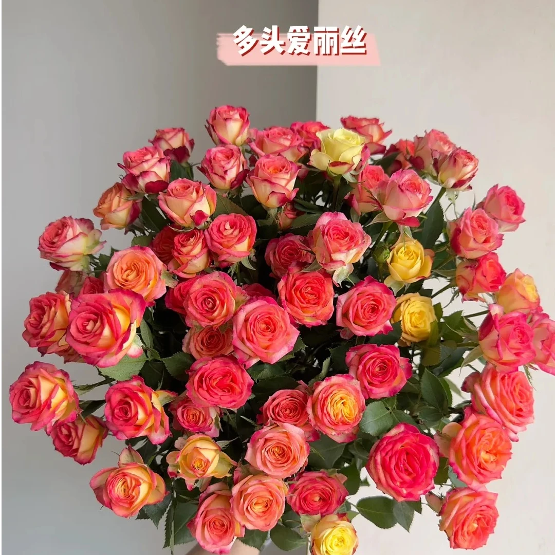 【云南鲜花】爱丽丝多头玫瑰高品质云南鲜花基地直发家用插瓶鲜切花