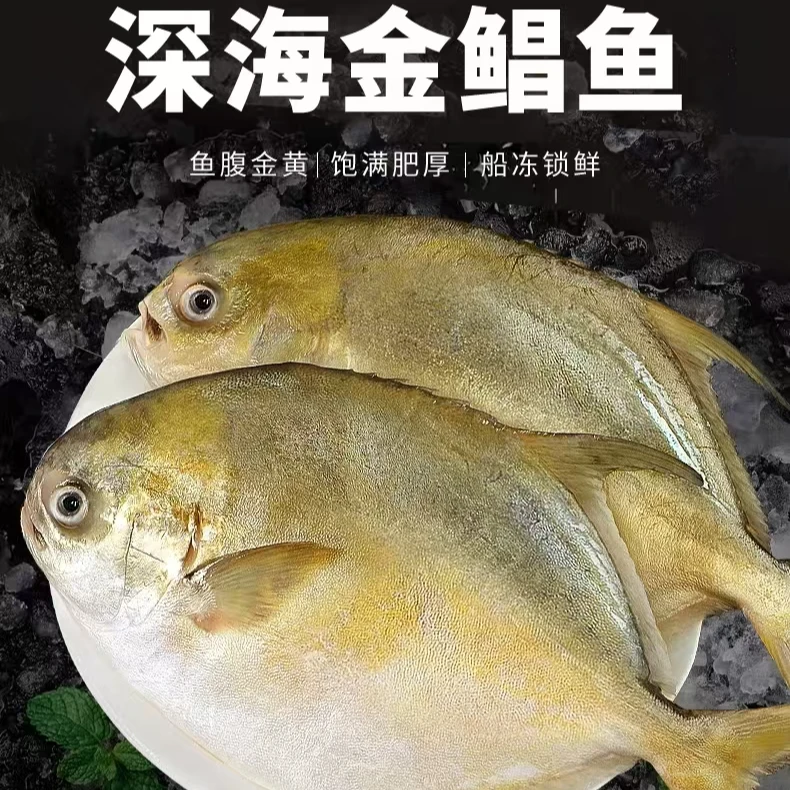 新疆包邮金鲳鱼3条 5条多规格 一条500g左右 过年必备