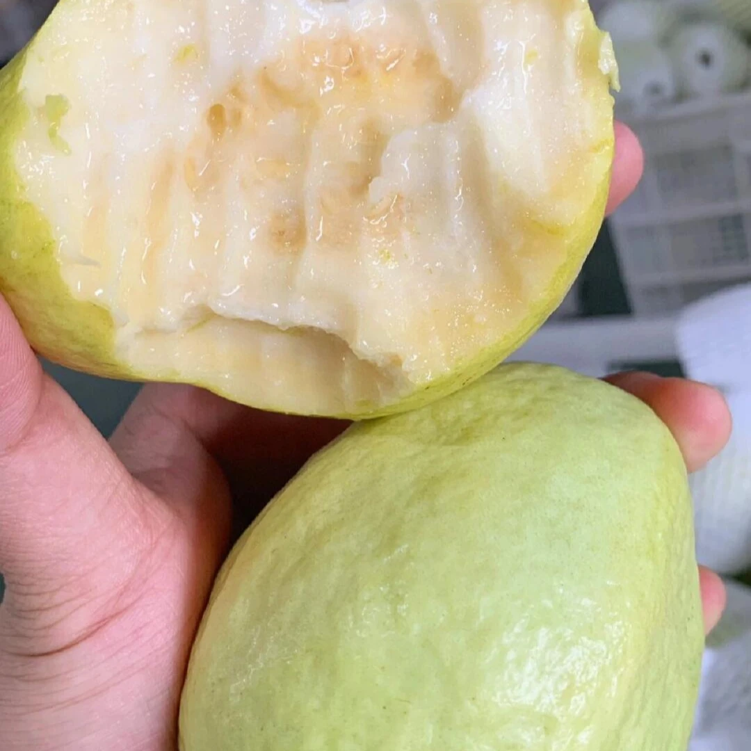 【次日达】奶油芭乐带箱3斤内附多包酸梅粉顺丰包邮