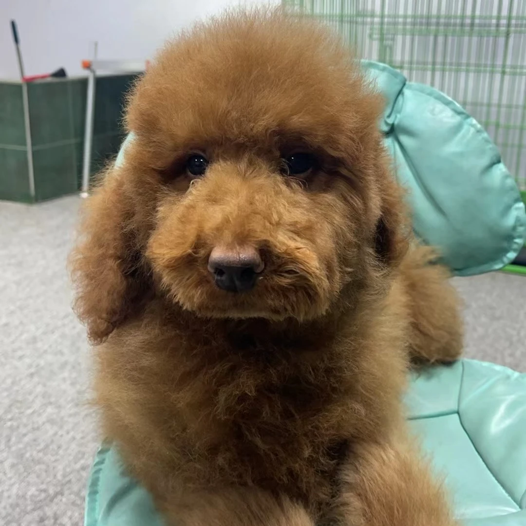 【唐山米梦巨贵】狗狗活体链接