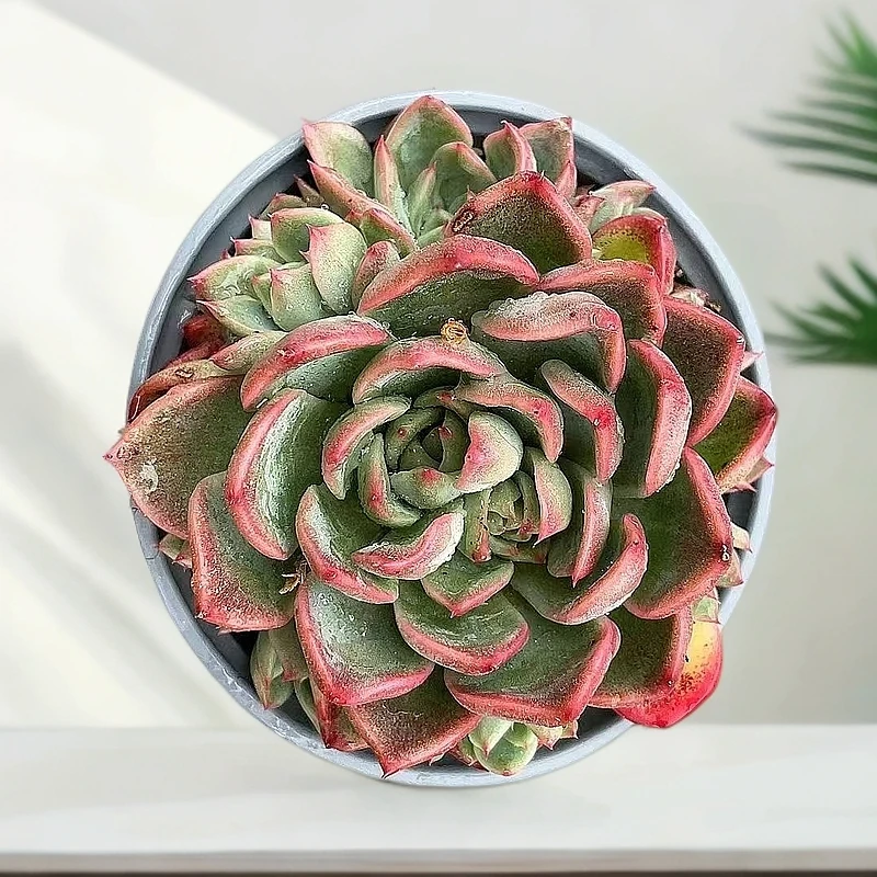 (弗瑞安娜)  星花怒放猴哥 多肉阳台植物