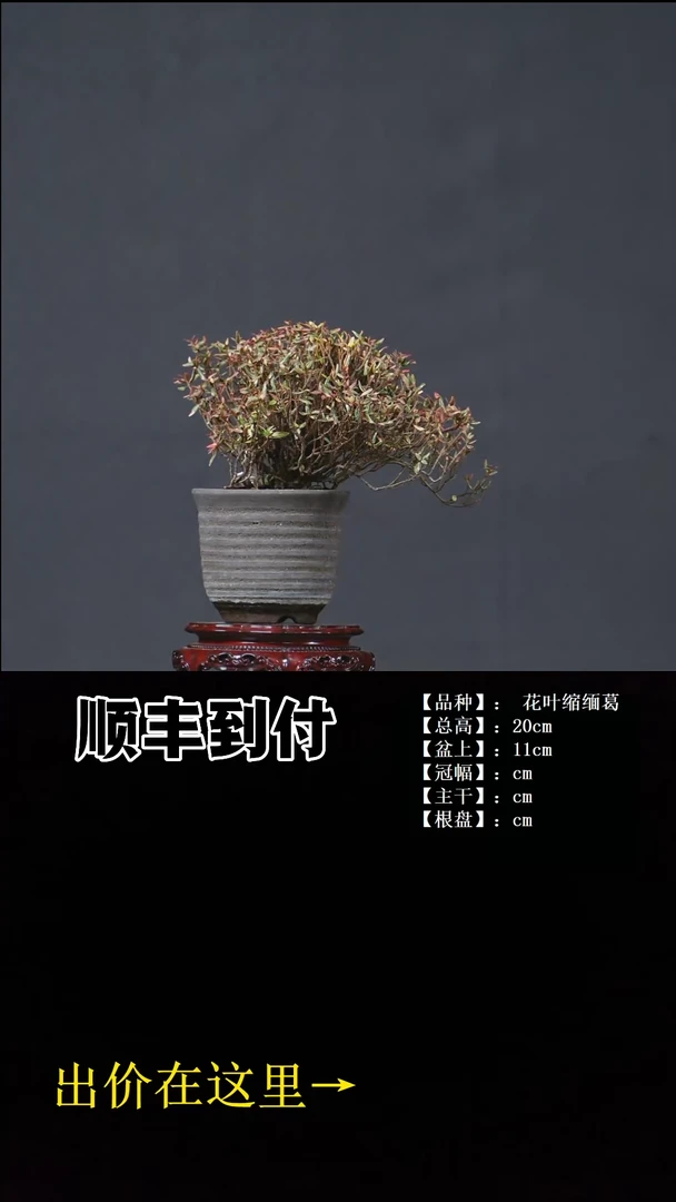 无花朵花叶缩缅葛 不包邮