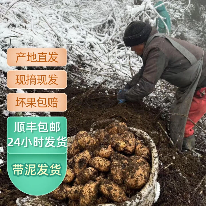 正宗云南昭通天麻鲜果药食同源可入药可煲汤食用皇室珍品滋补之王