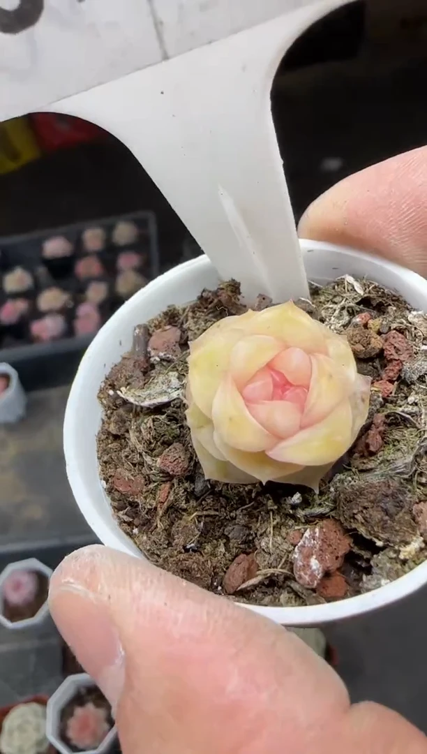 【闪购商品】一物一拍0213—92