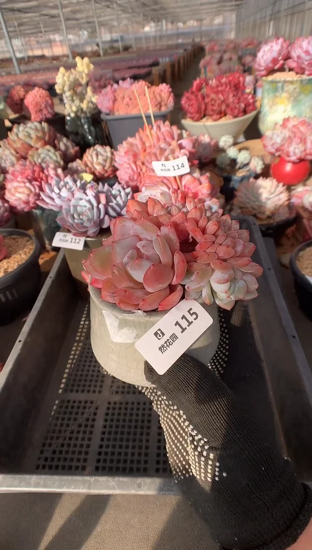 115雪天使缀多肉植物一物一拍