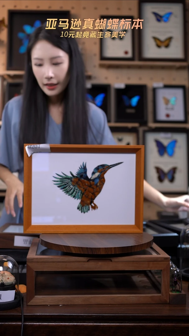 蝴蝶翅膀蝶翅画竞拍b207