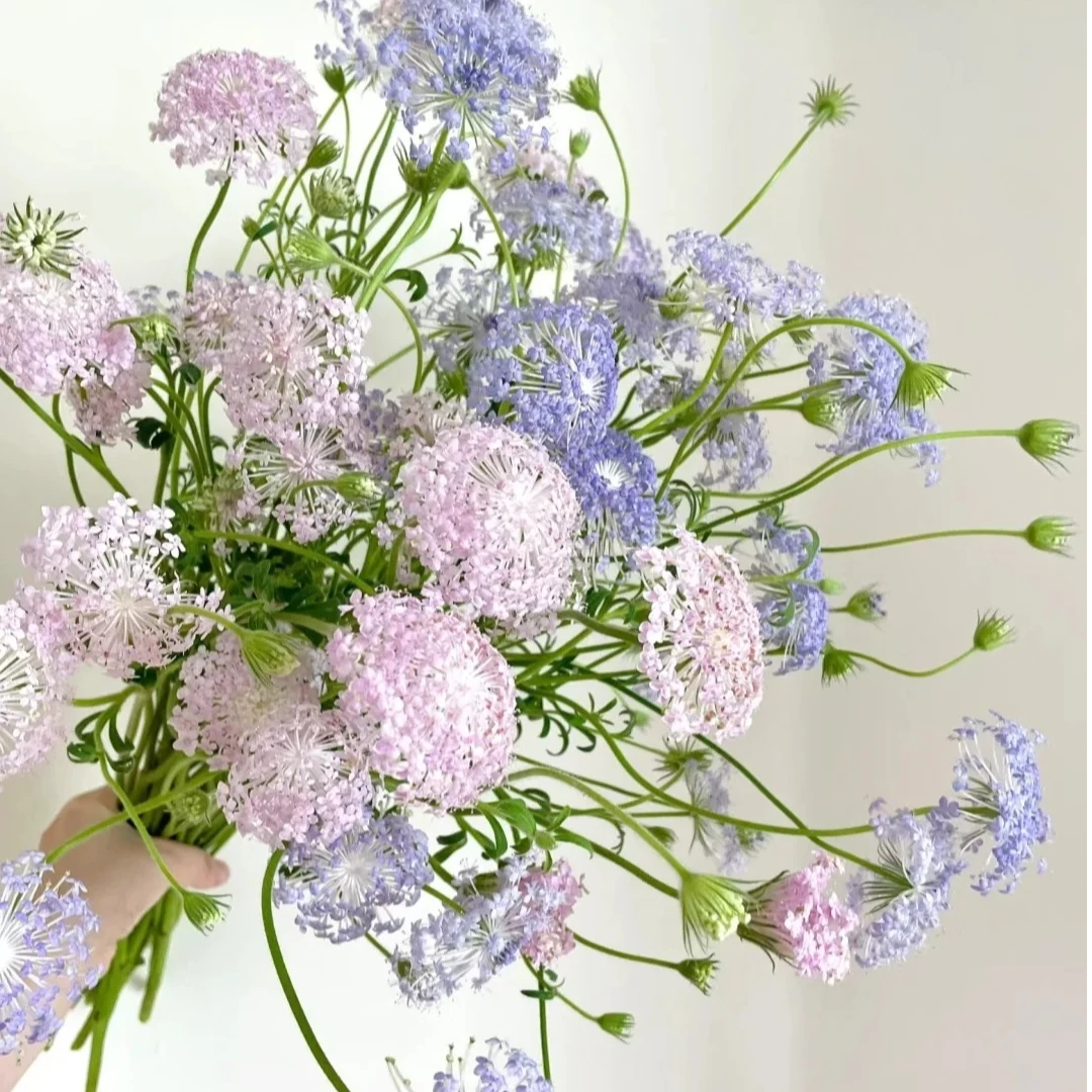 翠珠 氛围感花材 云南基地直发 顺丰冷链发货