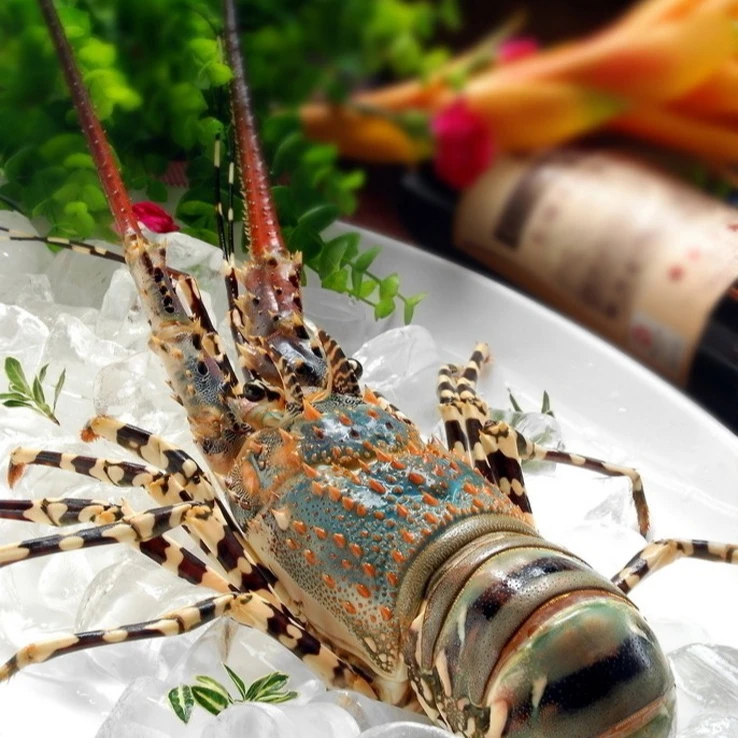 活青龙龙虾 鲜活发货跑腿到家不保活 1只300g点开选 掉腿不售后