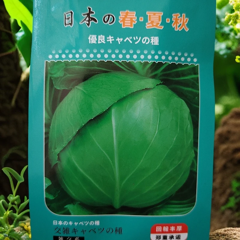 春夏秋甘蓝种子2000粒左右