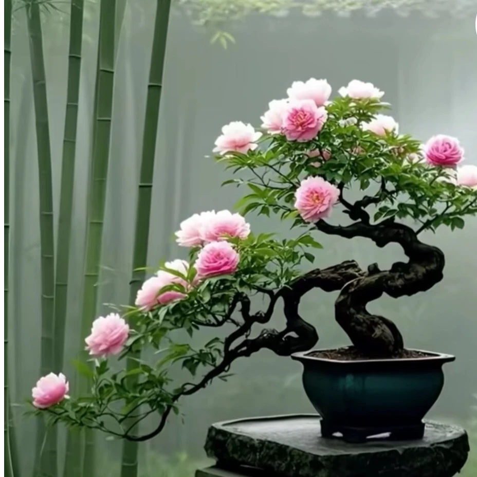 黄杨，杜鹃等多品种盆景