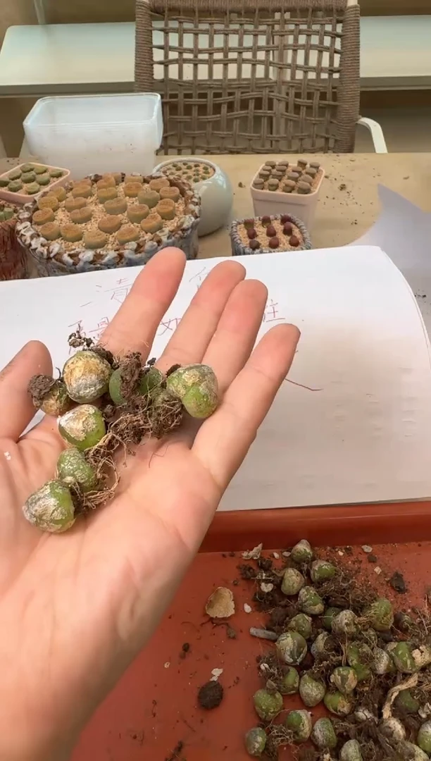 6-34多肉植物肉锥灯泡