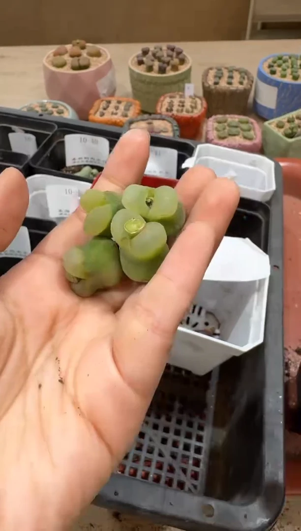 14-76多肉植物肉锥
