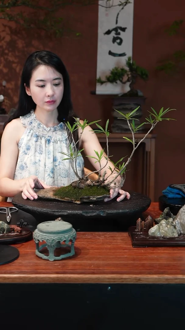 无花朵栀子花盆景盆景盆景