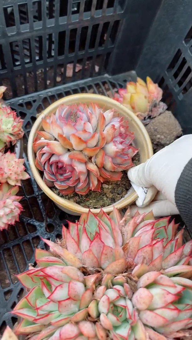 【闪购商品】06223