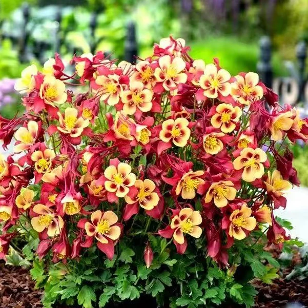 【耧斗菜种子】混色吉祥鸟室内外庭院栽种多年生四季花籽