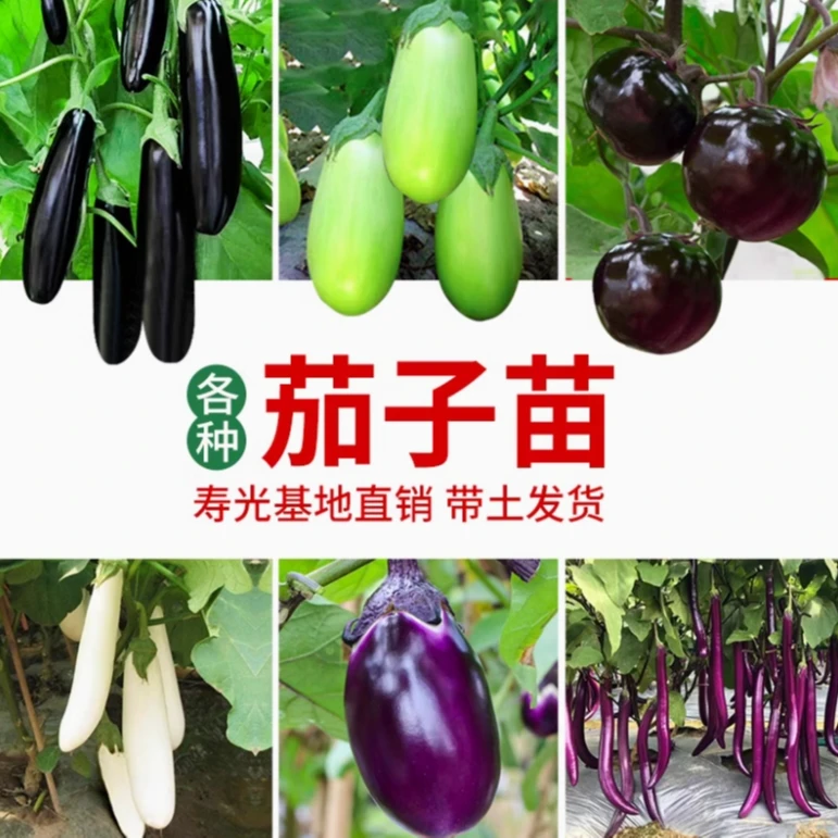 茄子种苗综合链接阳台盆栽地栽小院种植大田种植盆栽地栽紫红特长