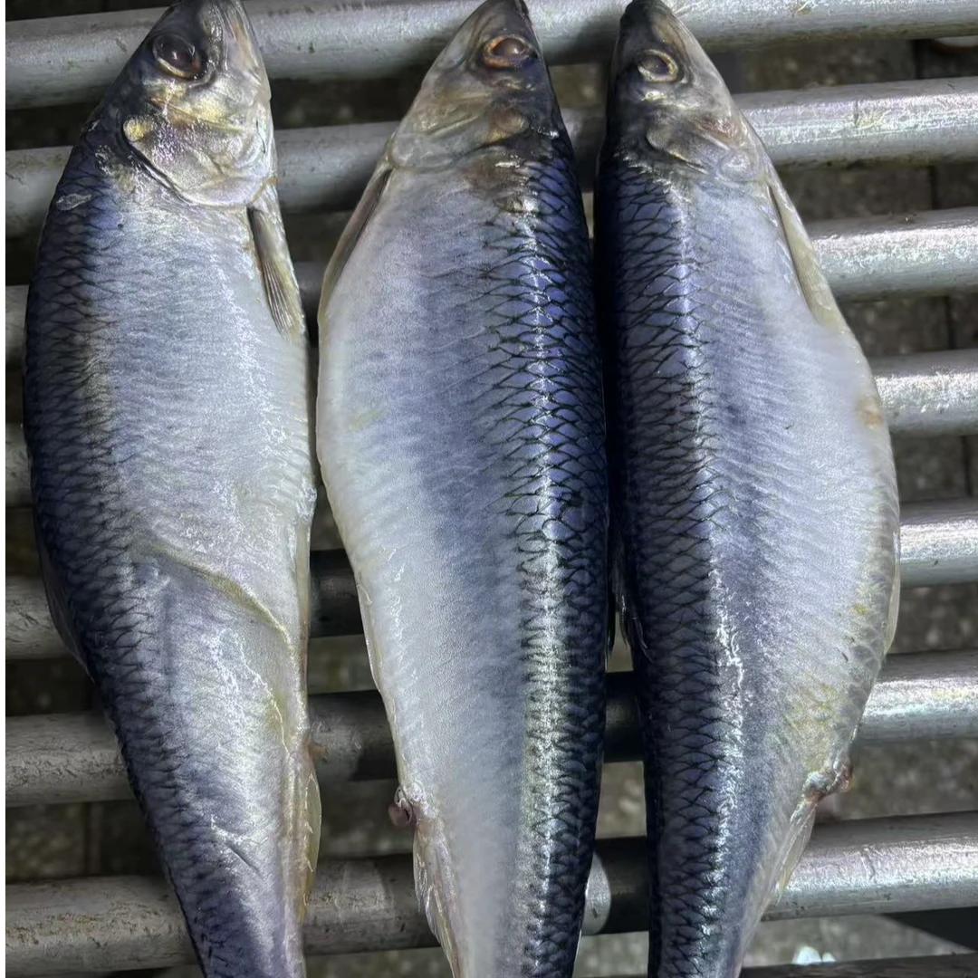 【鲭鱼】大连直发冰鲜鲭鱼/青鱼 4斤 顺丰包邮