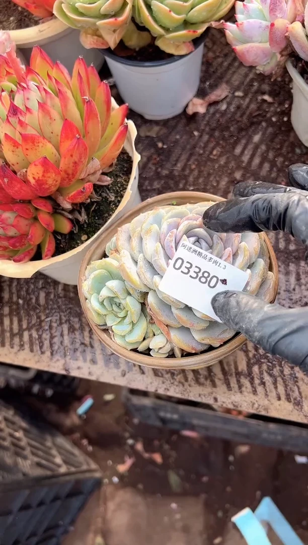 晨*✨多肉植物一物一拍03380