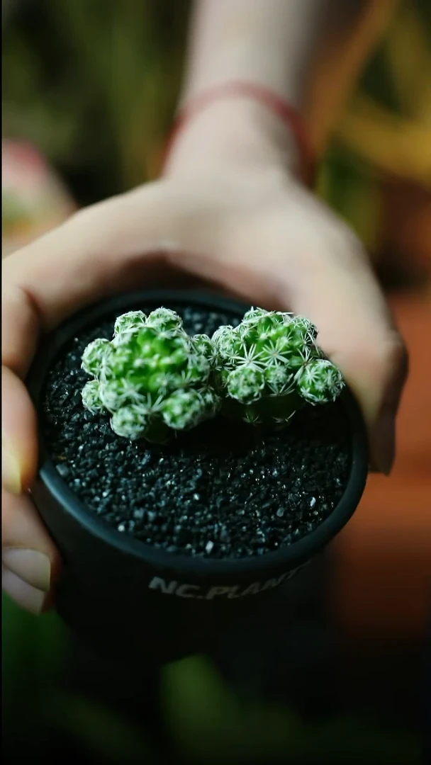 无花朵小小鸟（福利