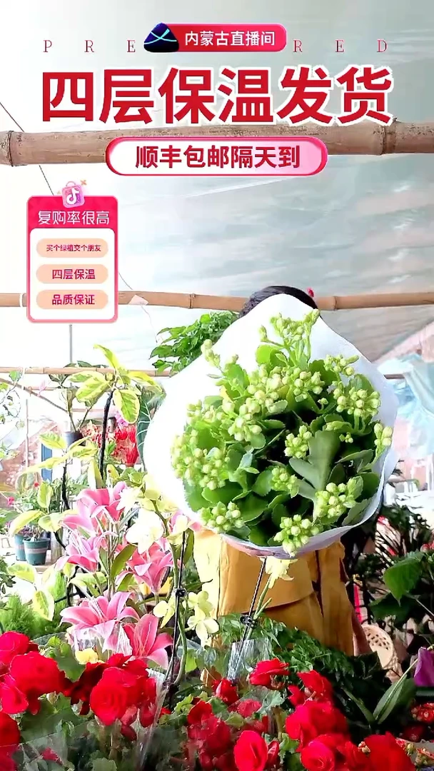 完全开放黄色长寿