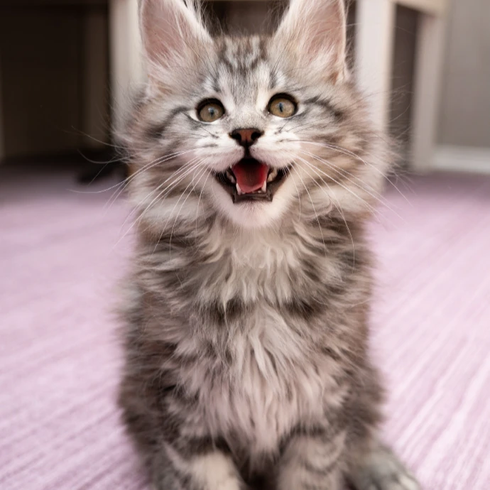 黑桃桃桃桃桃宠物