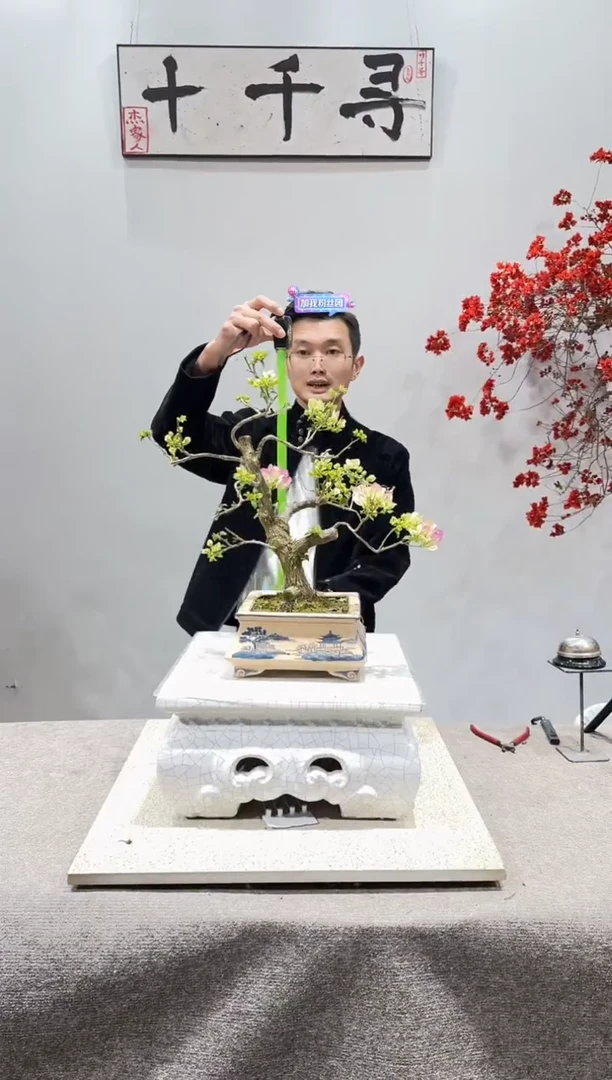 完全开放绿樱三角梅