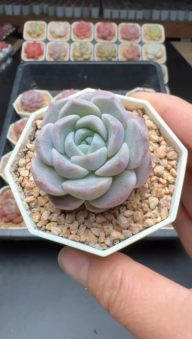 【闪购商品】340B物拍多肉带盆土6.5杯拍3颗包柚