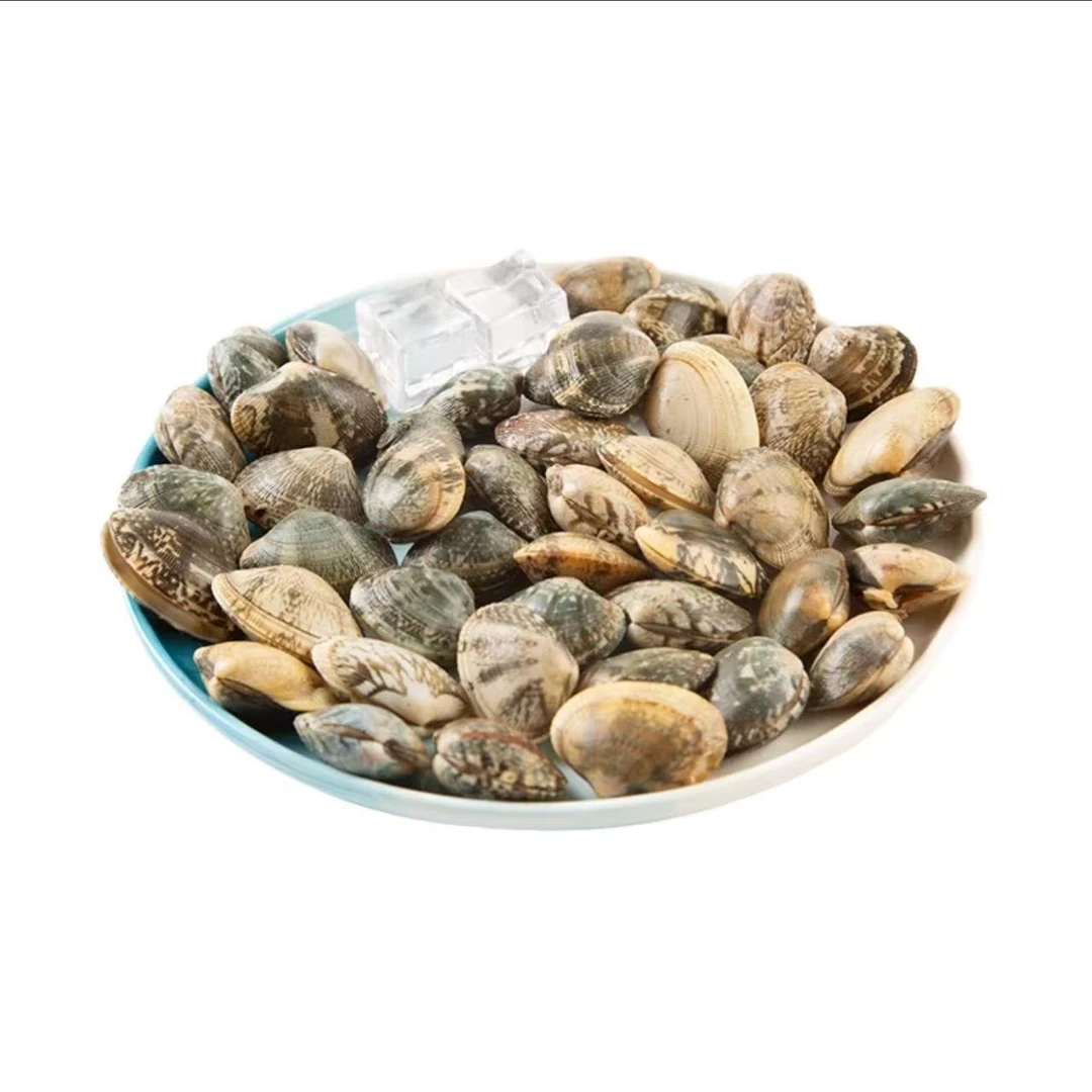 鲜活花蛤450g