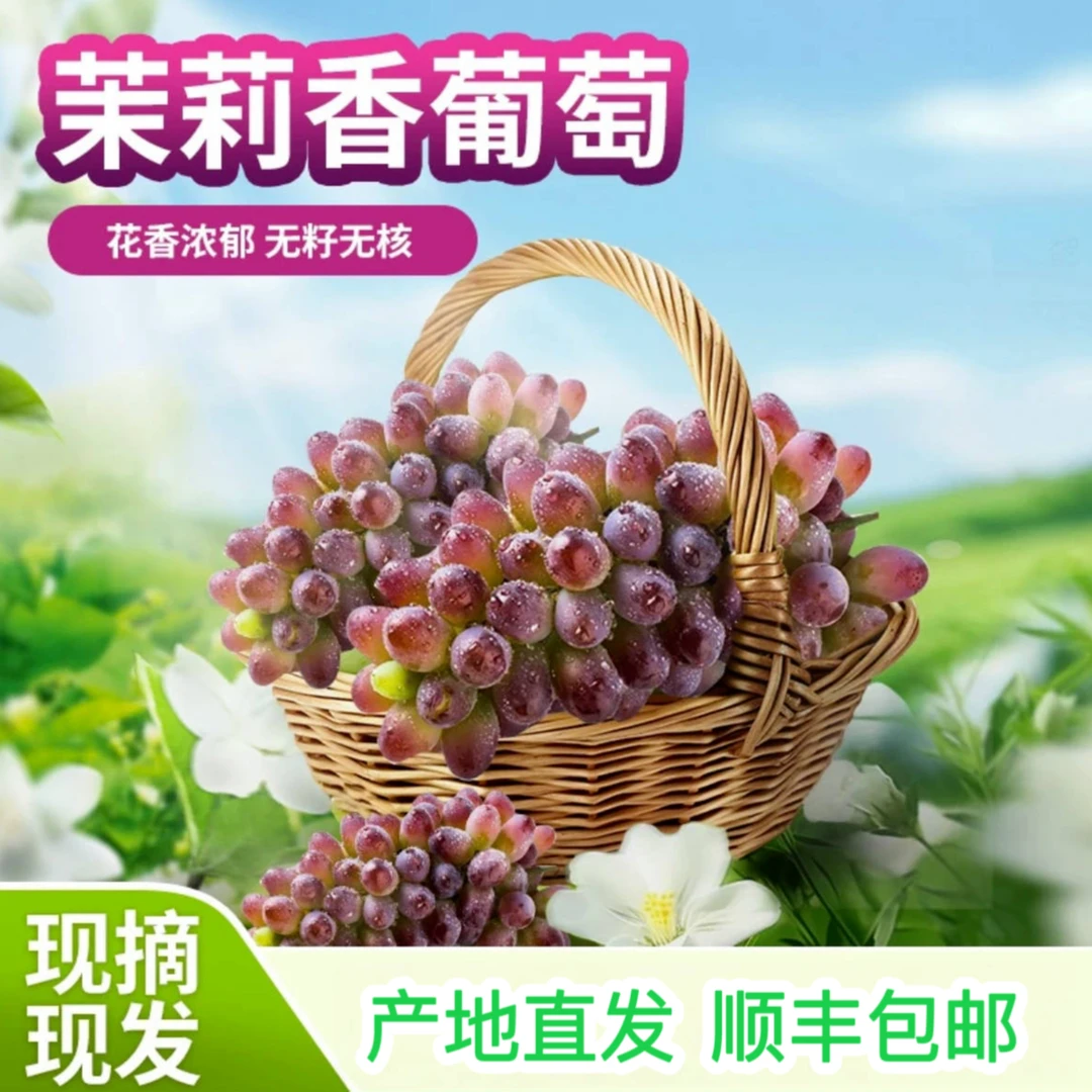 【顺丰包邮】云南茉莉香无籽葡萄香甜多汁皮薄肉厚肉质脆嫩现采现发