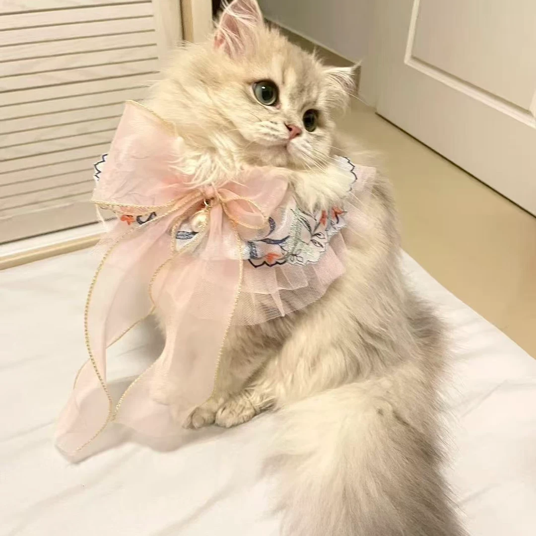 【爱咪咪】全品类猫咪一对一对接，不喜欢全额退