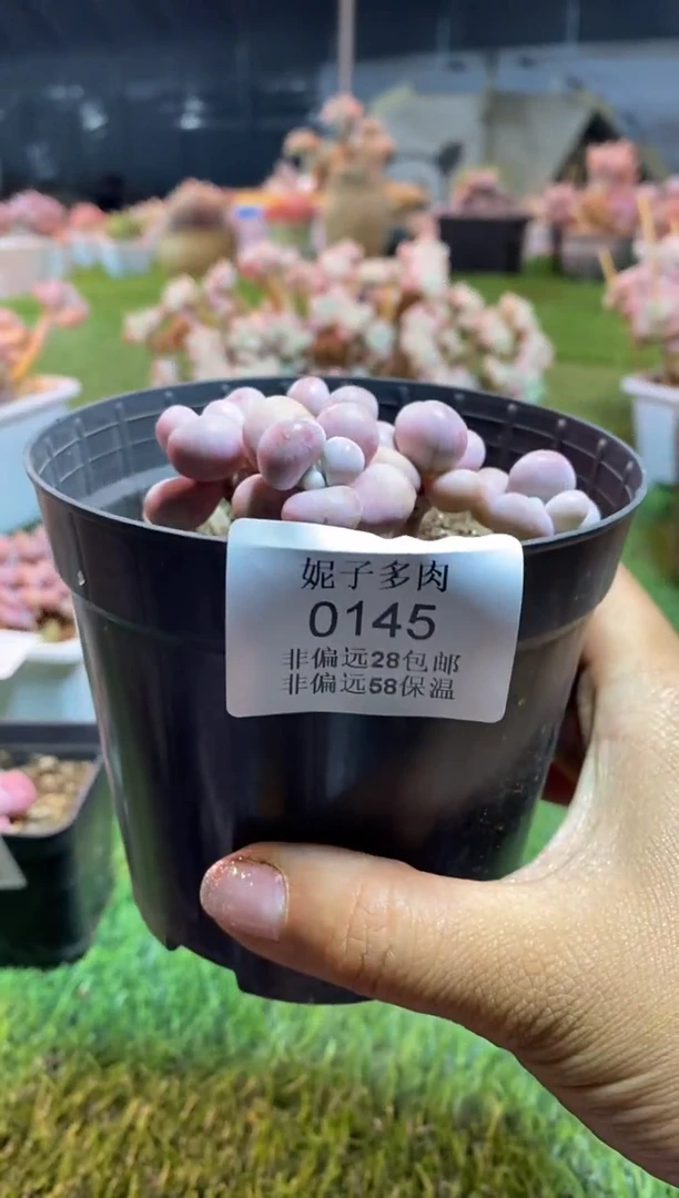 【闪购商品】0145a