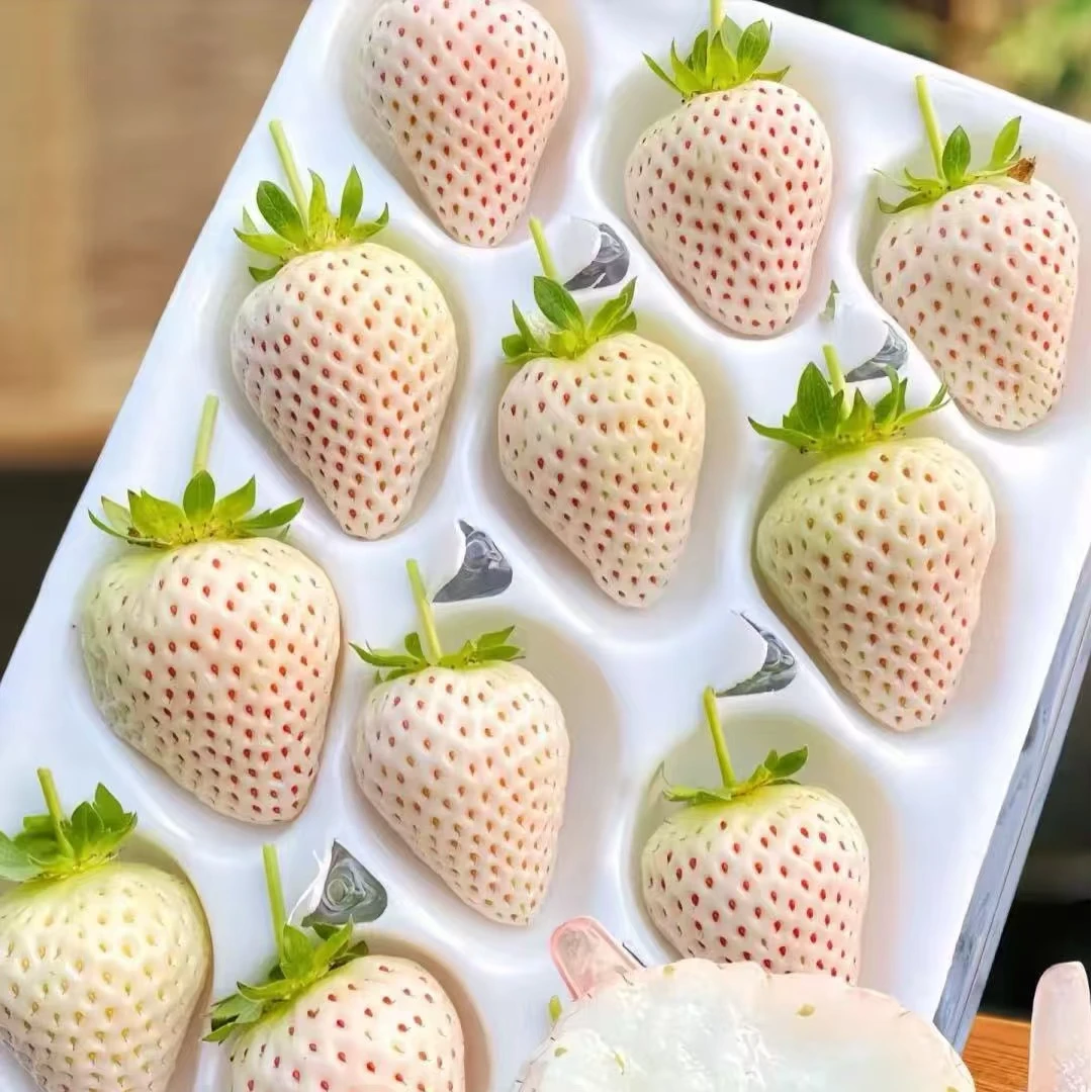 北京 白雪草莓 细腻多汁  香味浓郁  毛重1.1斤