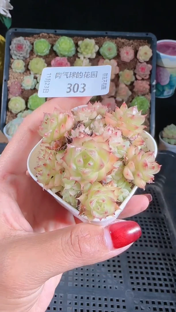 1123-303群生不包整
