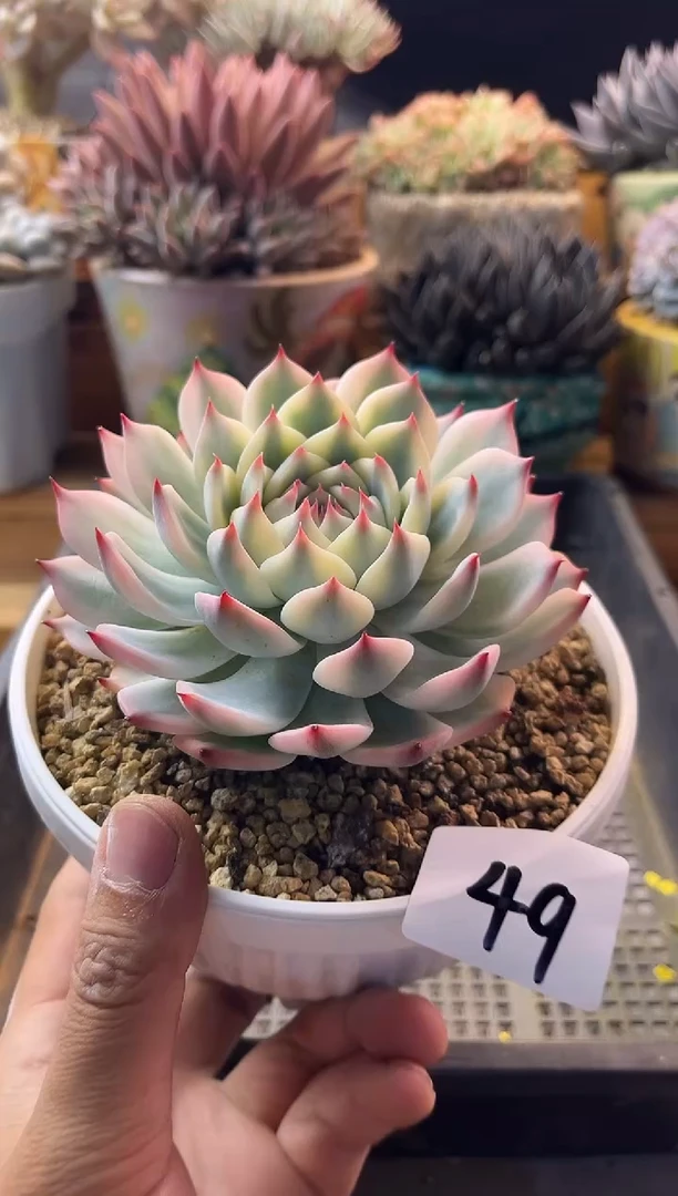 9.19-49吉娃娃锦111111111111